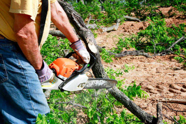 Best Professional Tree Care  in Alta Sierra, CA